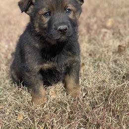 German Shepherd Puppies from Lost Creek German Shepherds LLC