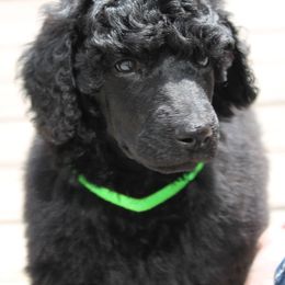 Standard Poodle Puppies from Azel Standard Poodles