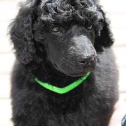 Standard Poodle Puppies from Azel Standard Poodles