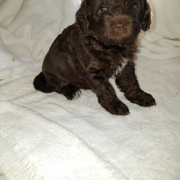 Labradoodle Puppies from Ocean View Labradoodles