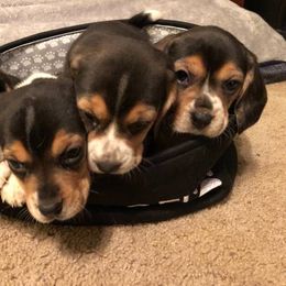 Beagle and Soft Coated Wheaten Terrier Puppies from Blueprint Beagles