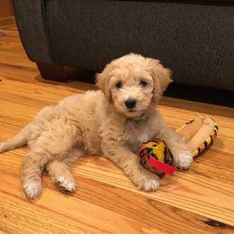 Labradoodle Ranch breeder of Labradoodle
