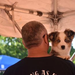 Toy Australian Shepherd Puppies from Double M Toy and Mini Aussies