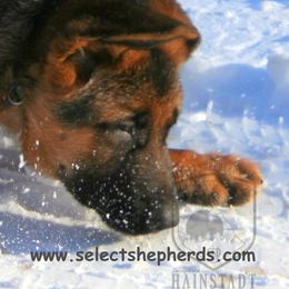 German Shepherd Puppies from Select Shepherds