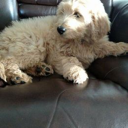 Goldendoodle and Labradoodle Puppies from Highland Sunrise Academy Stable and Kennel