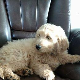 Goldendoodle and Labradoodle Puppies from Highland Sunrise Academy Stable and Kennel