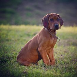 Rhodesian Ridgeback and Weimaraner Puppies from PC Farms