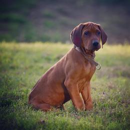 Rhodesian Ridgeback and Weimaraner Puppies from PC Farms
