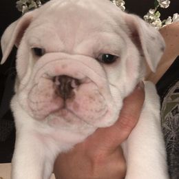 English Bulldog Puppies from Silver State Bulldogs