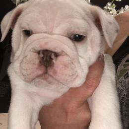 English Bulldog Puppies from Silver State Bulldogs