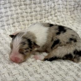 Lillies Q - Blue merle female Australian Shepherd puppy in Ashland, Ohio from SS Australian Shepherds