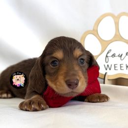 Mister Timberland - Chocolate and tan male Dachshund puppy in Dothan, Alabama from Little House Pups