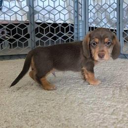 Milk Chocolate - Chocolate and tan male Dachshund puppy in Brantley, Alabama from Lindsey's Puppies