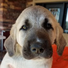 Anatolian Shepherd Dog and Dachshund Puppies from LaBrosa Kennels