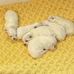 Maltese and Maltipoo Puppies from Julie Tremblay