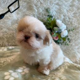 Brook - Liver male Shih Tzu puppy in Success, Missouri from Sweet Success