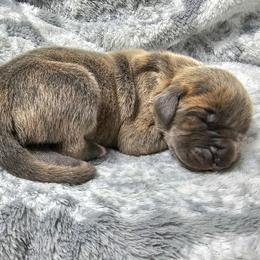 Cipher - Blue brindle male Great Dane puppy in Lebanon, Virginia from North Cedar Danes