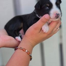 Buck - Black tri male Miniature Australian Shepherd puppy in Lithia, Florida from Waterford Doodle Farm