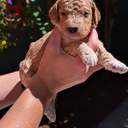 Red Collar - Apricot male Goldendoodle puppy in Olympia, Washington from Sinclairdoodles