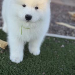 Labrador Retriever and Samoyed Puppies from Carefree Samoyeds & Deserthills Labradors