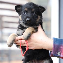 Taika - Black and tan female German Shepherd puppy in Augusta, West Virginia from Vom Haus Highlands