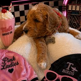 Zuko - Red  male Goldendoodle puppy in Janesville, Wisconsin from Brandie Stenulson