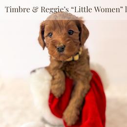 Jo - Red  female Goldendoodle puppy in Melba, Idaho from KZ Doodles