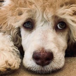 Cockapoos and Poodles from Amazing Family Dogs