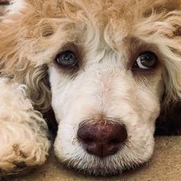 Cockapoos and Poodles from Amazing Family Dogs
