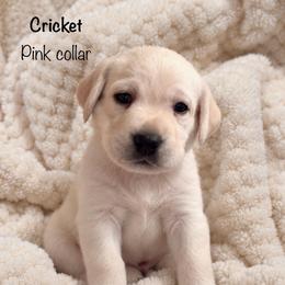 Cricket - Yellow female Labrador Retriever puppy in Camp Verde, Arizona from Cecil's Arizona Labradors