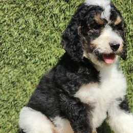 Mr. Oreo - Bernedoodle puppy in Ocala, Florida from Prime Time Bernedoodles