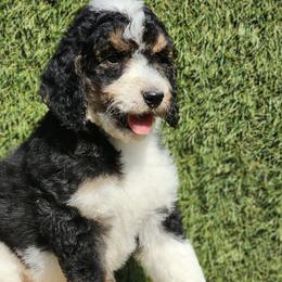 Mr. Oreo - Bernedoodle puppy in Ocala, Florida from Prime Time Bernedoodles