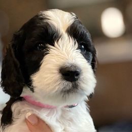 Zuzu - Springerdoodle puppy from SpringerDoodles at the Beach