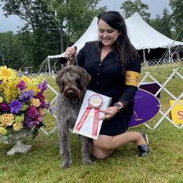 Wirehaired Pointing Griffons from Southern Fire Griffons