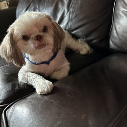 Shih Tzu Puppies from Prescious Shih Tzu’s