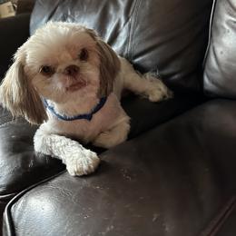 Shih Tzu Puppies from Prescious Shih Tzu’s