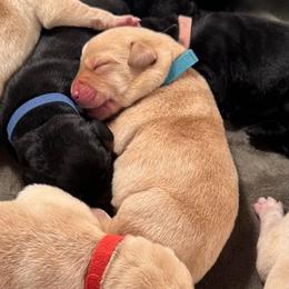 Topaz - Yellow male Labrador Retriever puppy in Rock Hill, South Carolina from North Star Retrievers