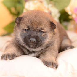 Bernadette -FULL AKC REGISTRATION- - Red female Shiba Inu puppy in Neosho, Missouri from Kenny Cave K9s