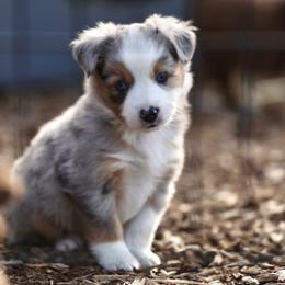 Australian Shepherd, Miniature American Shepherd, Miniature Australian Shepherd, and Toy Australian Shepherd Puppies from Painted Blue Aussies