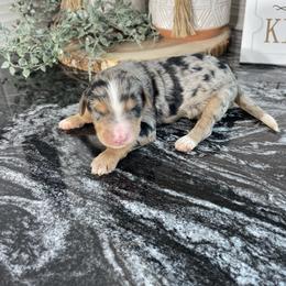 Charlie - Merle male Bernedoodle puppy in Holtwood, Pennsylvania from Country Ridge Puppies