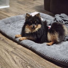 Echo - Pomeranian