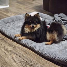Echo - Pomeranian