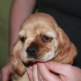 Boy 1 - Buff male Cocker Spaniel puppy in Charleston, Tennessee from Nefer's Kennel