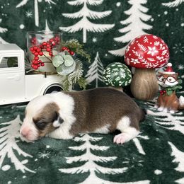 Dasher - Sable and white male American Corgi puppy in Waskom, Texas from Piney Woods Corgis