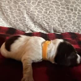 Yellow Collar Female - Brown and gray female Wirehaired Pointing Griffon puppy in Sheldon, Vermont from Ole Poor Farm
