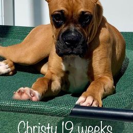 Boxer Puppies from Starlight Boxer Corner