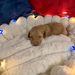 Mochi - Red male Dachshund puppy in Erie, Michigan from Champagne’s Grinch Toe’d Dachshunds