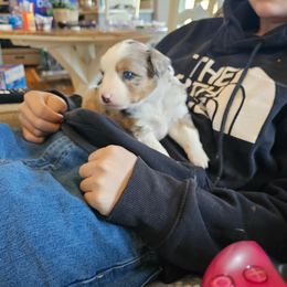 Miniature Australian Shepherd Puppies from Carter's Cuties