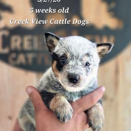 Girl 1 - Blue female Australian Cattle Dog puppy in Monroe, North Carolina from Creek View Cattle Dogs