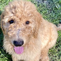 “Carnation” - Red  Goldendoodle puppy in Gainesville, Florida from Peace, Love, and Doodles